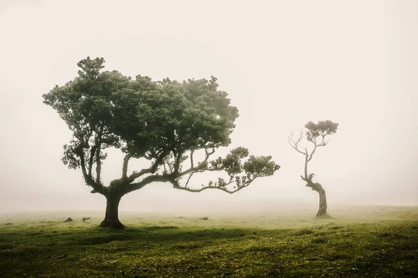 Beautiful Landscape Ancient Trees Madeira Island Portugal — Stock Photo, Image