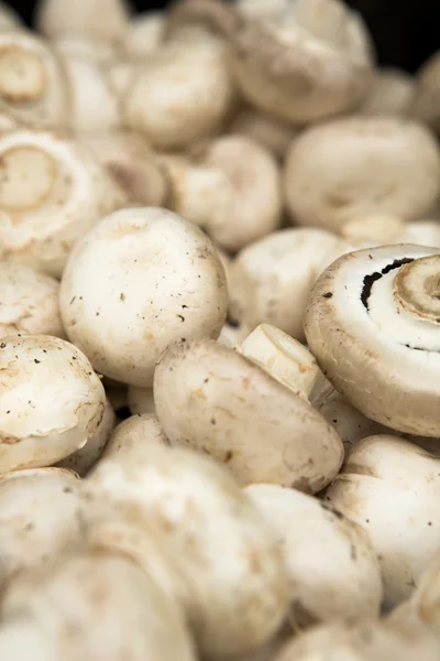 Organic Mushrooms — Stock Photo, Image