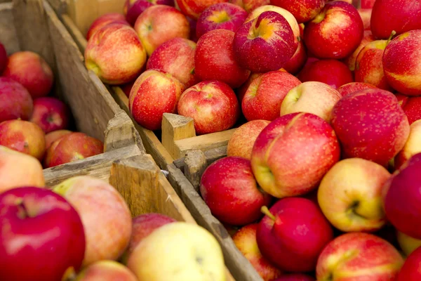 stock image Organic Apples