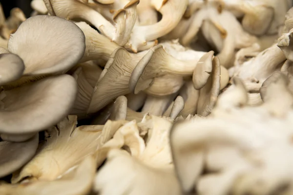 Organic Mushrooms — Stock Photo, Image