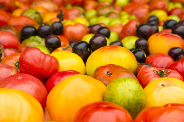 Biologische tomaten — Stockfoto