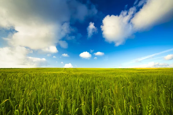 Schöne grüne Landschaft — Stockfoto