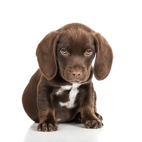 Bruin pup zitten — Stockfoto