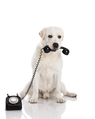 Labrador köpek telefon ile