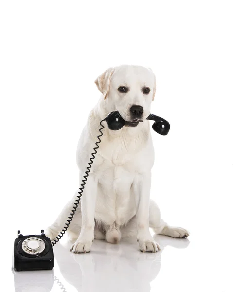 Labrador hond met telefoon — Stockfoto