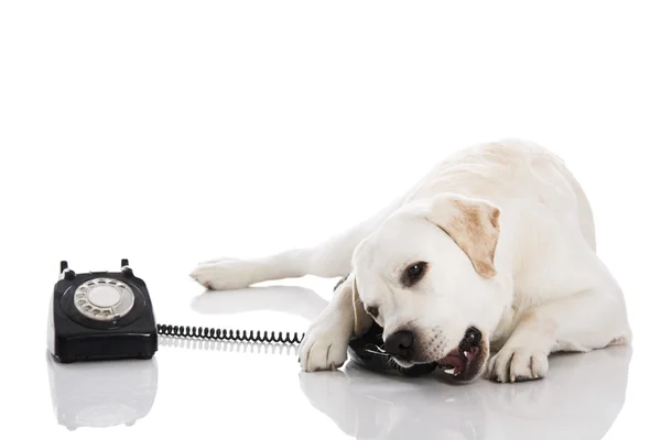 Pies Labrador z telefonu — Zdjęcie stockowe