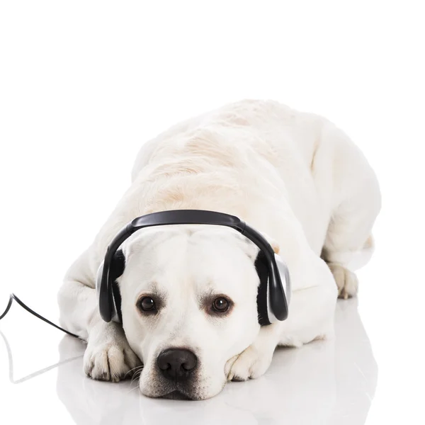 Labrador hond luisteren muziek — Stockfoto