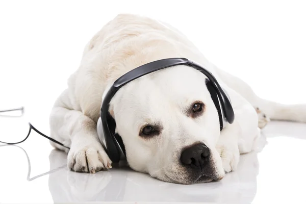 Labrador hond luisteren muziek — Stockfoto