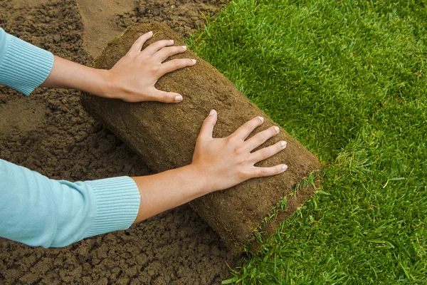 Tukang kebun menerapkan gulungan rumput. — Stok Foto