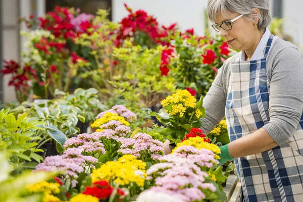 Taking care of plants — Stock Photo, Image