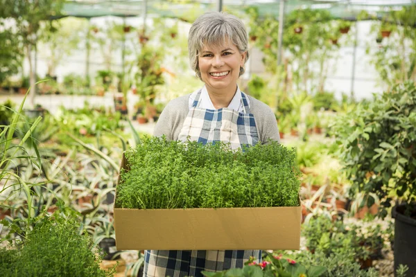 stock image Woman choosing fresh herbs