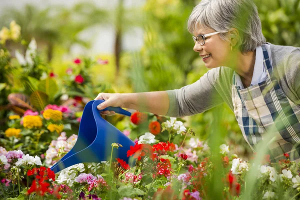 Zralá žena, zalévání květin — Stock fotografie
