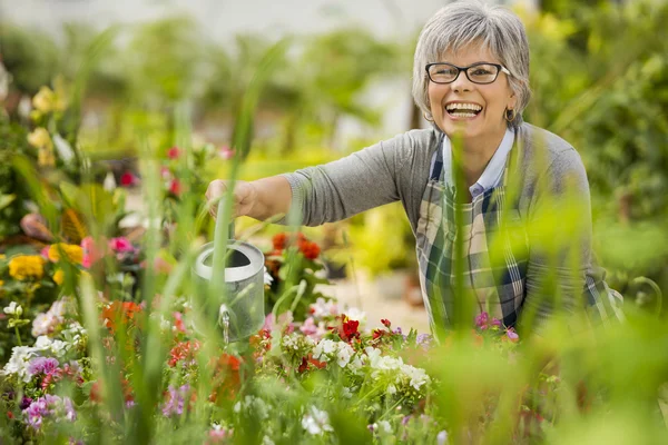 Mulher madura regando flores — Fotografia de Stock