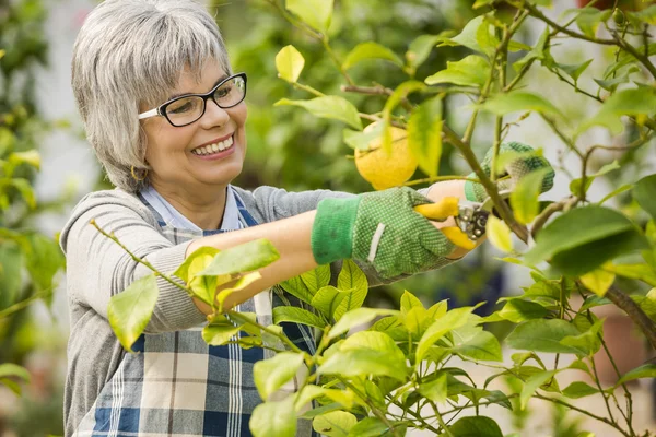 Mulher cuidando do jardim — Fotografia de Stock