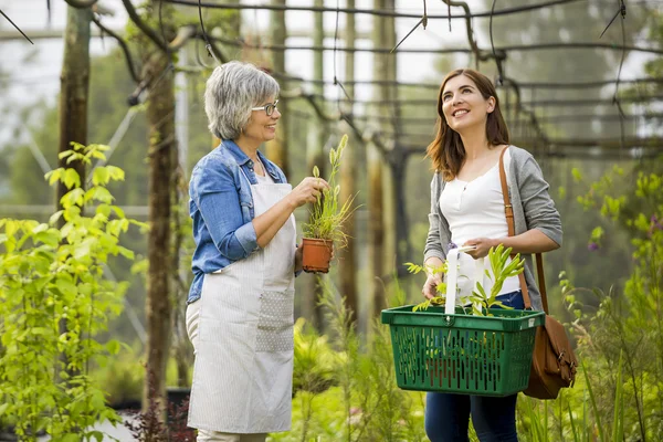 Worker and customer in a green house — Stock Photo, Image