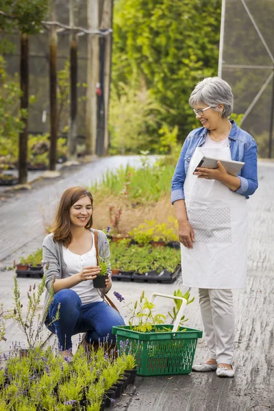 Worker and customer in a green house — Stock Photo, Image