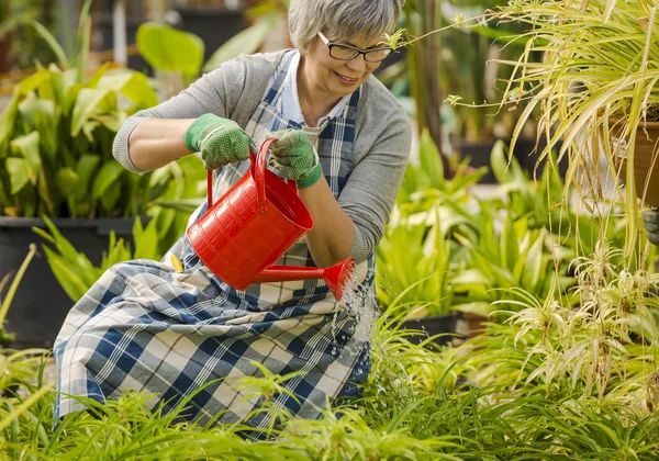 Donna matura che innaffia fiori — Foto Stock