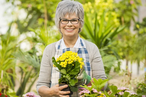 A day in a green house — Stock Photo, Image