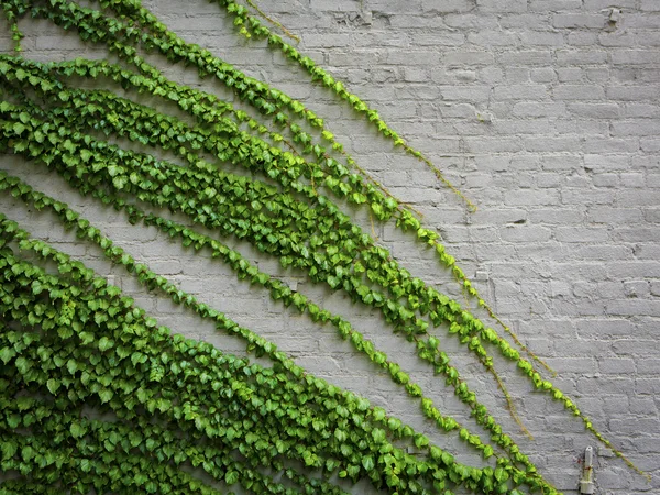 Fondo de una pared de ladrillo con una hiedra —  Fotos de Stock
