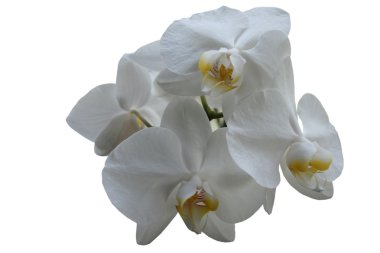 Beyaz arkaplanda beyaz orkide izole