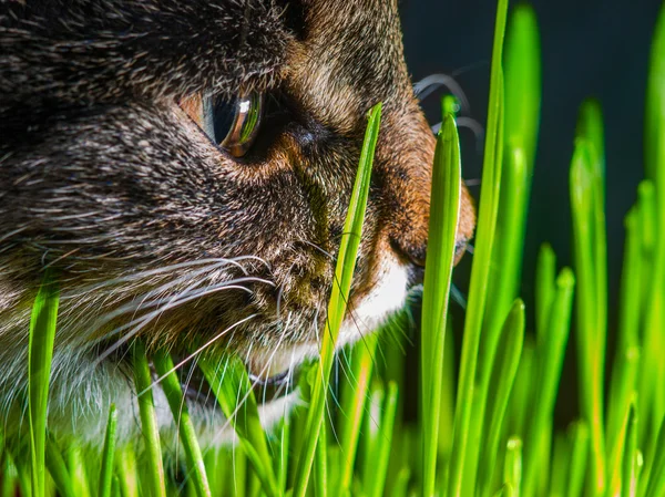 Kat eten vers gras close-up shot — Stockfoto