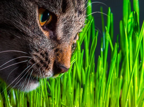 Chat mangeant de l'herbe fraîche gros plan — Photo