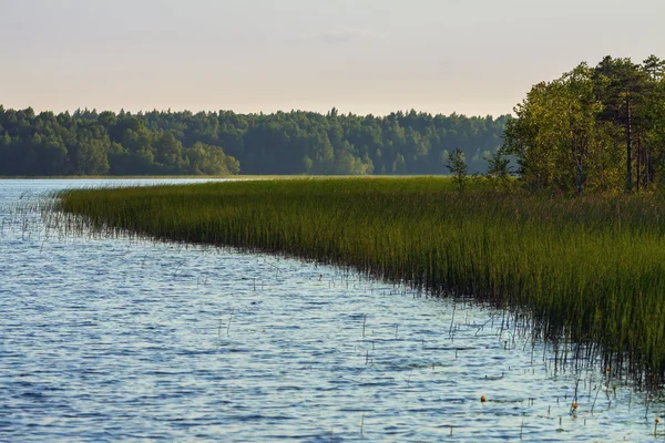 Ormanın kenarıyla Karelya Gölü — Stok fotoğraf