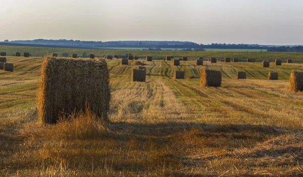 Saman alanıyla yaz akşamları mows — Stok fotoğraf