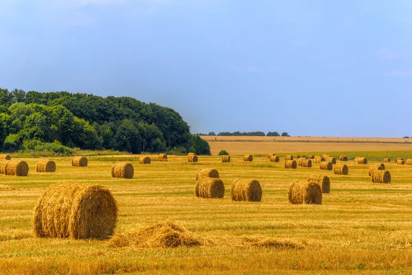 Yaz Yaz alan saman ile mows — Stok fotoğraf