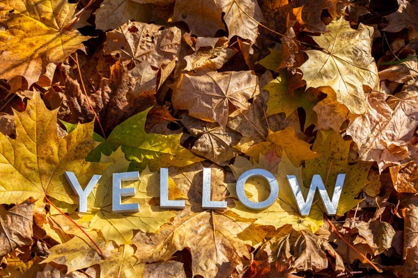 가을 나뭇잎에 금속 글자를 붙인 노란색이라는 단어는 선택적 인 초점으로 가려져 있다 — 스톡 사진