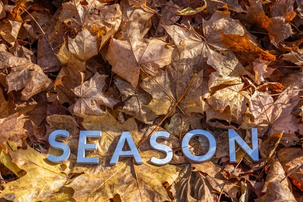La parola stagione prevista con lettere metalliche su foglie cadute autunno giallo - primo piano con attenzione selettiva — Foto Stock