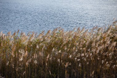 Phragmites australis, yaygın sazlık - gün ışığında sık çalılıklar, arka planda göl suyu yüzeyi, arka tarafta aydınlatma.