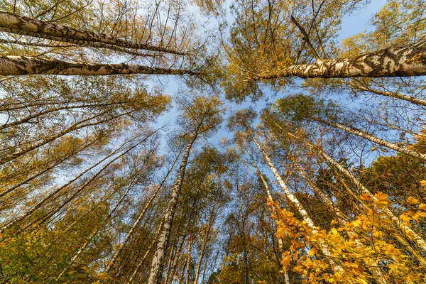 Дерево в осеннем лесу, вид снизу вверх. Сухой осенний фон, листва золотой березы, смена времен года, осенняя природа — стоковое фото