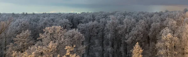 Spitze der gefrorenen Winterwaldlandschaft bei bewölktem Wetter mit weichem Licht und entfernten Stadtlichtern — Stockfoto