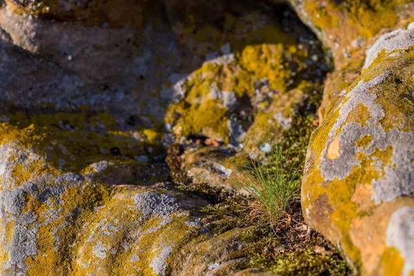 Broto de grama dentro de pedra — Fotografia de Stock
