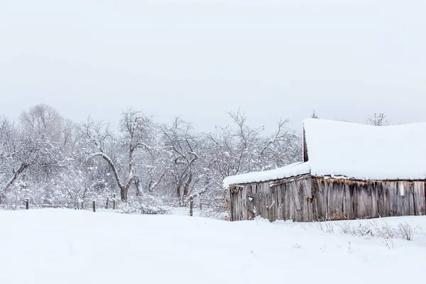 Zimní jablečná zahrada se starou šedou dřevěnou stodolou — Stock fotografie