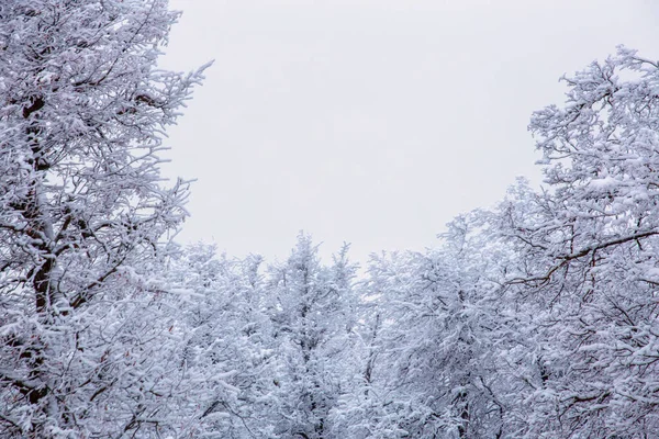 부드러운 빛이 감도는 흐린 날씨에 얼어붙은 숲의 꼭대기 — 스톡 사진