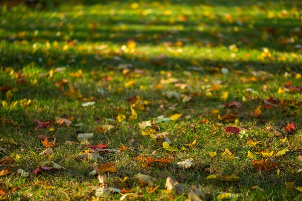 Осенние листья клена на зеленом фоне травы — стоковое фото