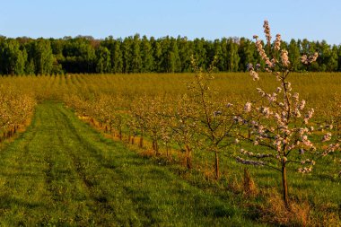Sıralar dolusu genç elma bahçesi seçici odak noktası akşam güneşi görüntüsü