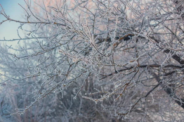 얼음으로 뒤덮인 가지들은 선택적으로 음색에 초점을 맞춘다 — 스톡 사진