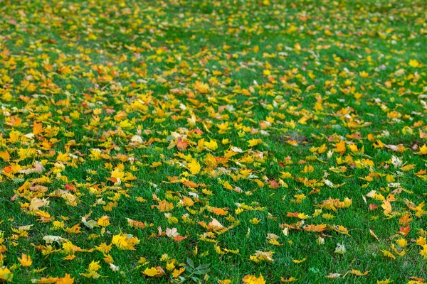 Осенние Листья Клена Зеленом Фоне Травы Избирательным Фокусом — стоковое фото