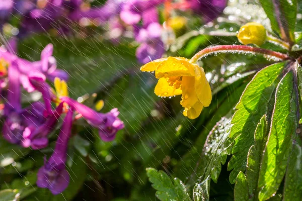 Pequena Flor Silvestre Amarela Sob Spray Água Com Foco Seletivo — Fotografia de Stock