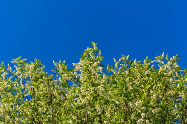 Açık mavi gökyüzünde kuş kirazının floresansı
