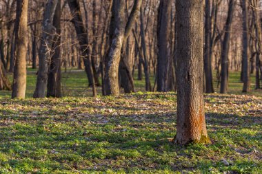Seçici odaklı boş bahar ormanı arka planı