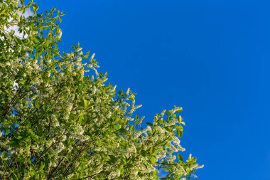 Açık mavi gökyüzünde kuş kirazının floresansı