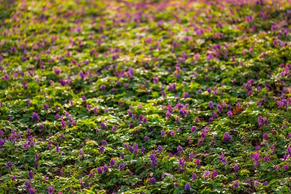 Lila Vilda Blommor Matta Skogen Selektivt Fokus Med Bokeh Bakgrund — Stockfoto