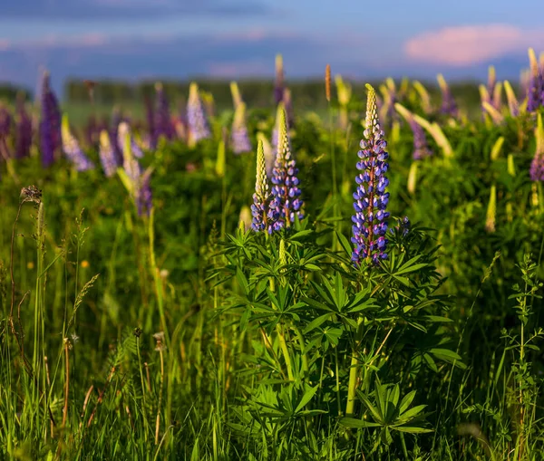 Lupiner Fält Med Selektiv Fokus Suddig Bakgrund — Stockfoto