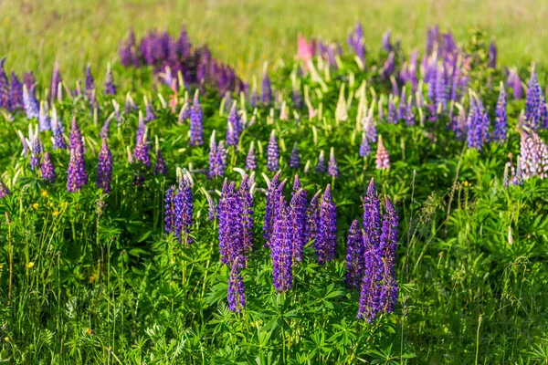 Lupine Het Veld Met Selectieve Focus Wazige Achtergrond — Stockfoto