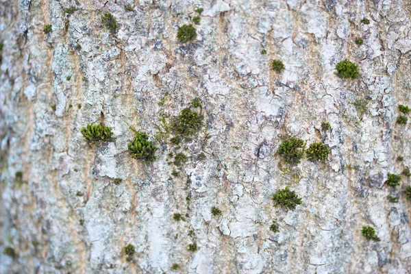 Taches Mousse Verte Sur Écorce Blanche Fond Rapproché Avec Mise — Photo