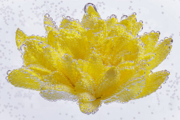 Yellow chrysanthemum coverd by air bubbles underwater on white background